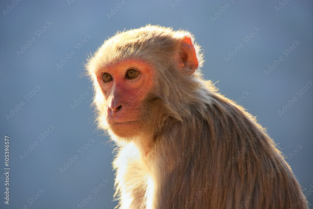 Fototapeta premium Portrait of Rhesus macaque in Jaipur, Rajasthan, India.