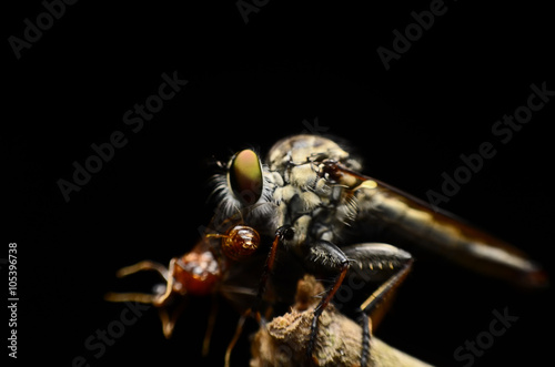 Close up Robberfly (Asilidae) eating prey © platobanpo