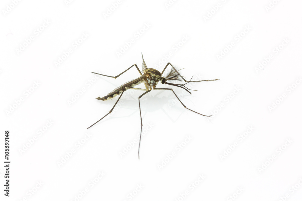 Close up Mosquito isolated on white background Close up Mosquito isolated on white background