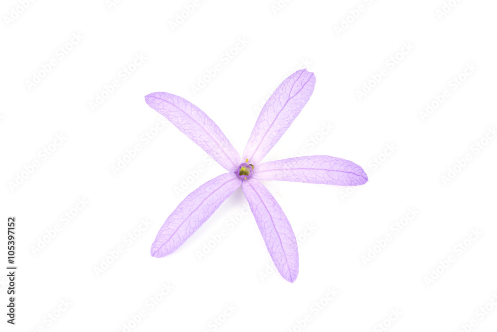 Petrea Flowers. (Queen's Wreath, Sandpaper Vine, Purple Wreath)  isolated on white