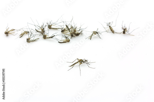 Close up Mosquitoes isolated on white background