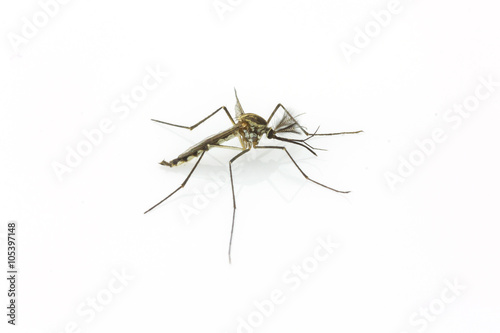 Close up Mosquito isolated on white background