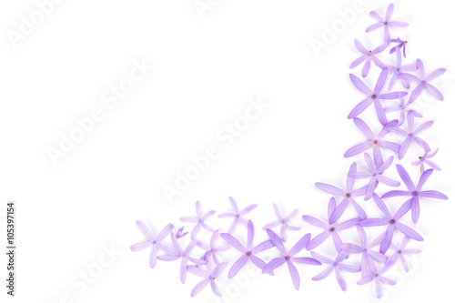 Petrea Flowers. (Queen's Wreath, Sandpaper Vine, Purple Wreath) isolated on white