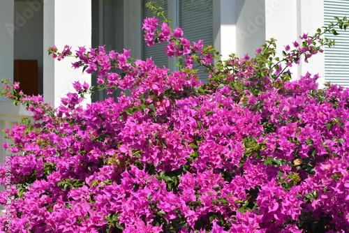Blooming Purple Flowers, Balcony, Entrance to Villa House Apartment Building Balcony, Blue Sky, Asia Pacific © igoryeros