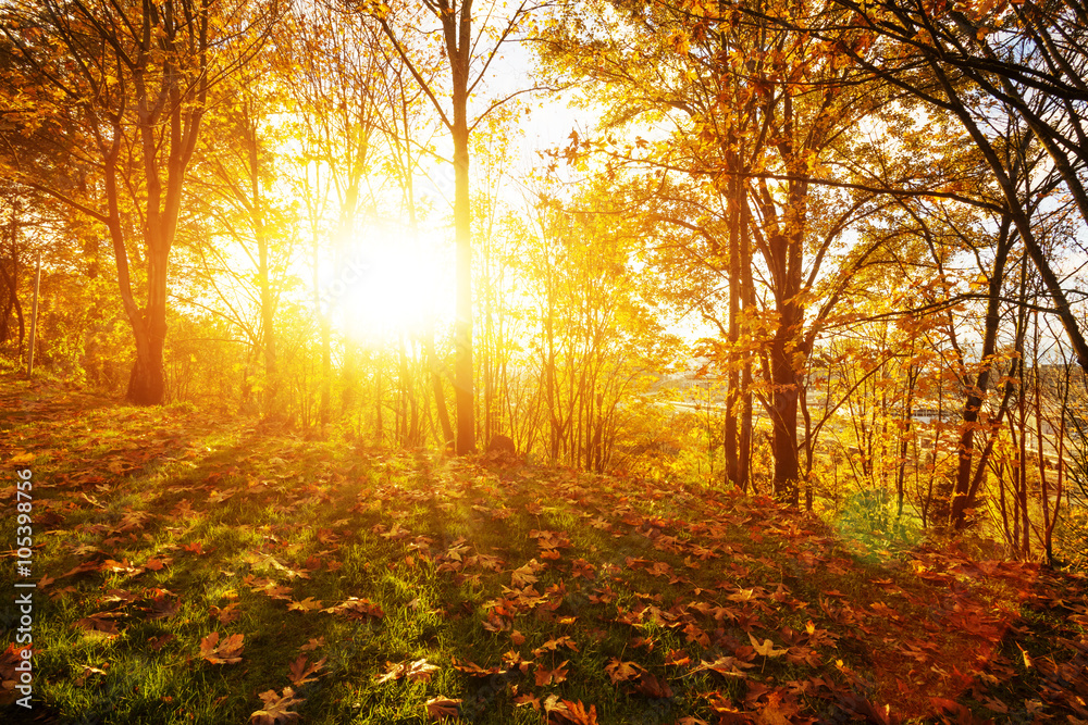 landscape of forest in morning in seattle landscape of forest in morning in seattle
