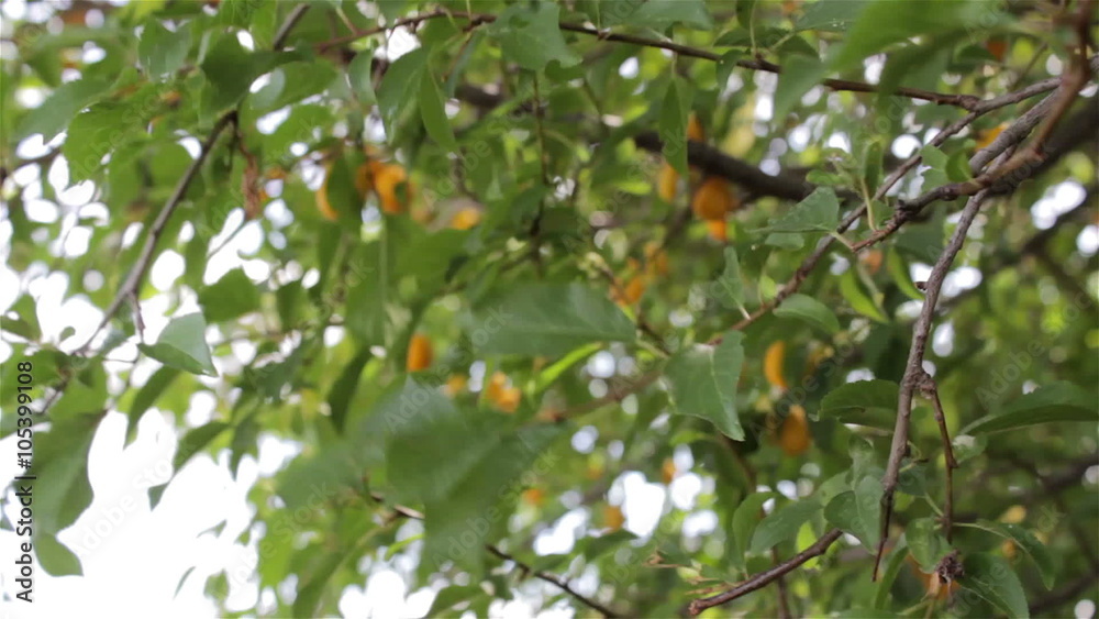 plum picking/yellow plums hands to pluck from the tree plum picking/yellow plums hands to pluck from the tree