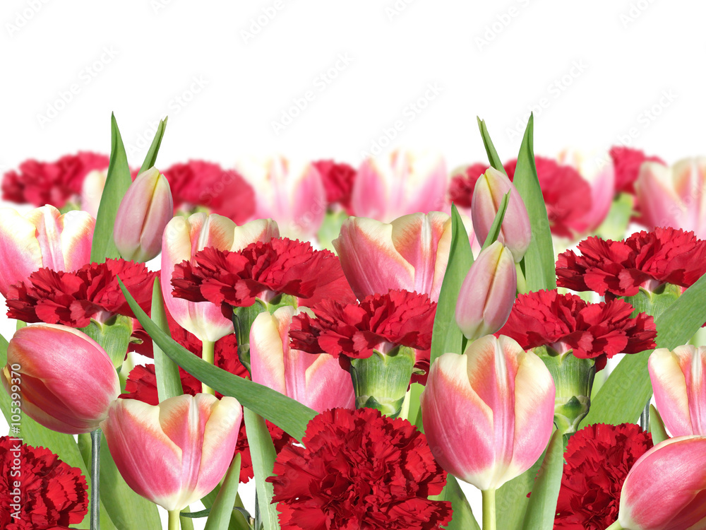 Obraz premium Floral background. Red carnations and pink tulips 