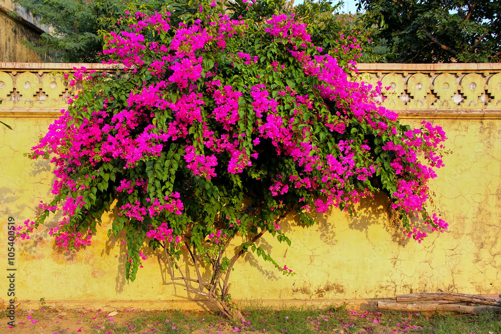 Bougainvillea tree with flowers against yellow wall at Royal cen