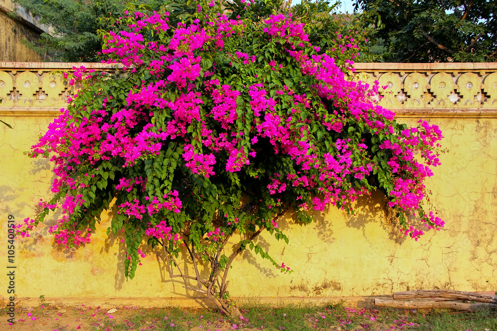 Fotografie Bougainvillea tree with flowers against yellow wall at Royal cen