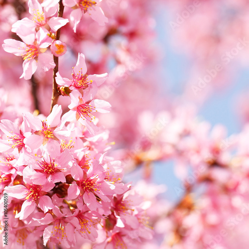 Cherry Blossom. Sakura in Springtime. Beautiful Pink Flowers