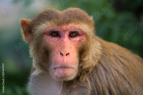 Portrait of Rhesus macaque (Macaca mulatta)