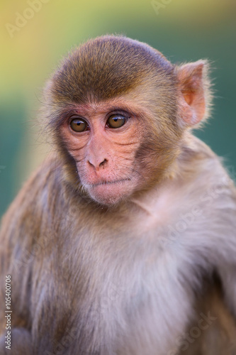 Portrait of Rhesus macaque (Macaca mulatta) © donyanedomam