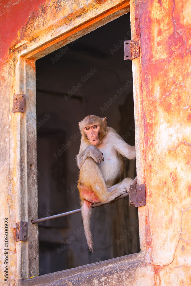 Rhesus macaque (Macaca mulatta) sitting in a window in Jaipur, I