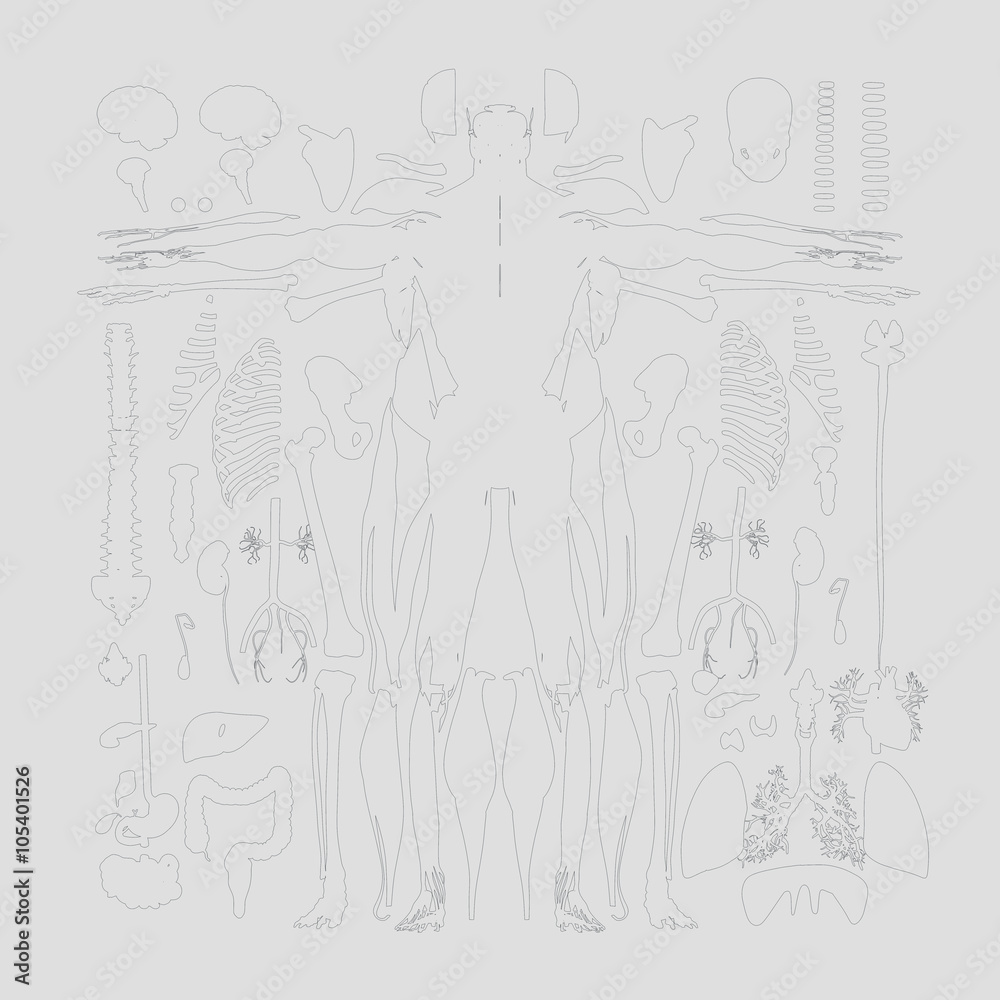 Human anatomy flat lay illustration of body parts. Black line work on light background color.