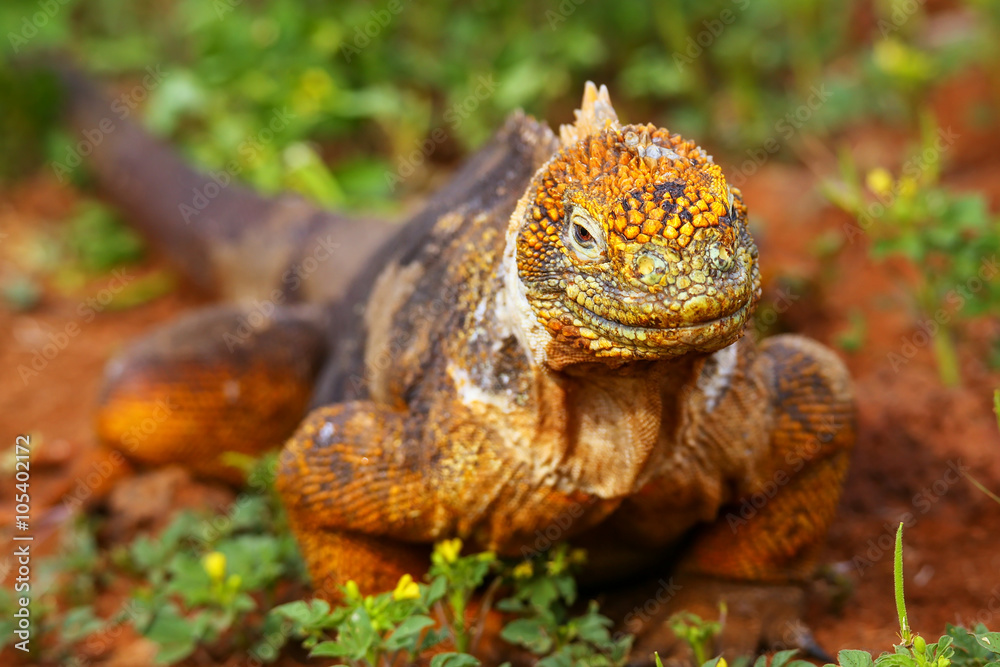 Fototapeta premium Galapagos Land Iguana on North Seymour island, Galapagos Nationa