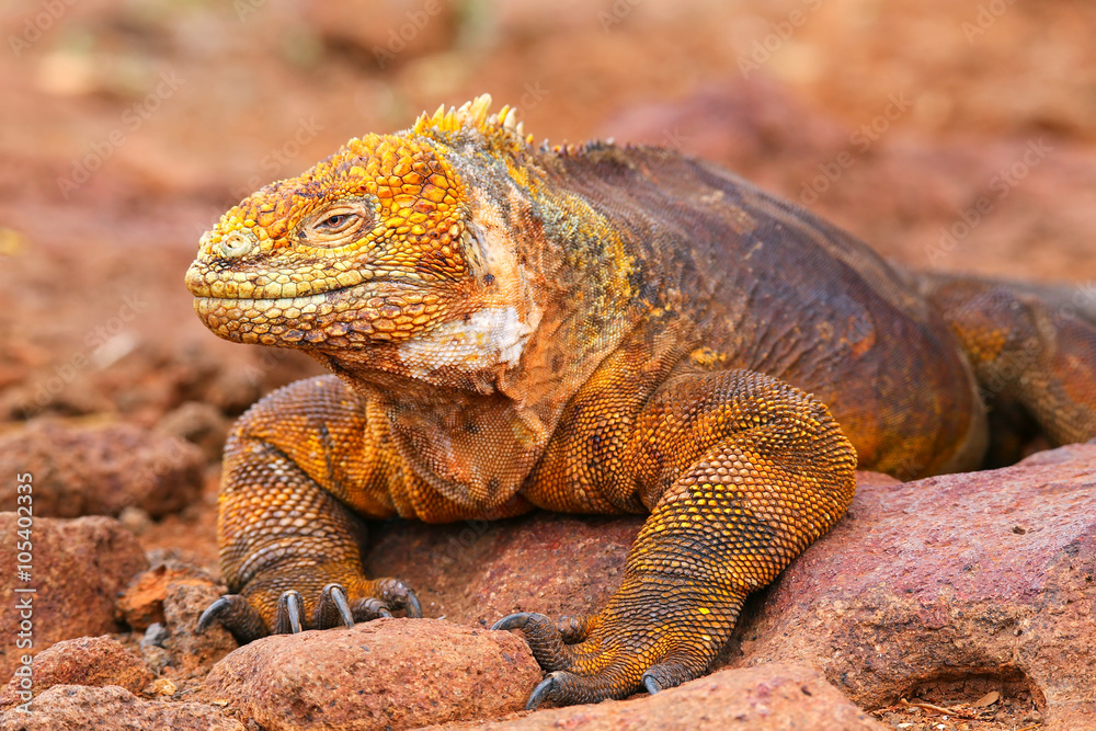 Obraz premium Galapagos Land Iguana on North Seymour island, Galapagos Nationa