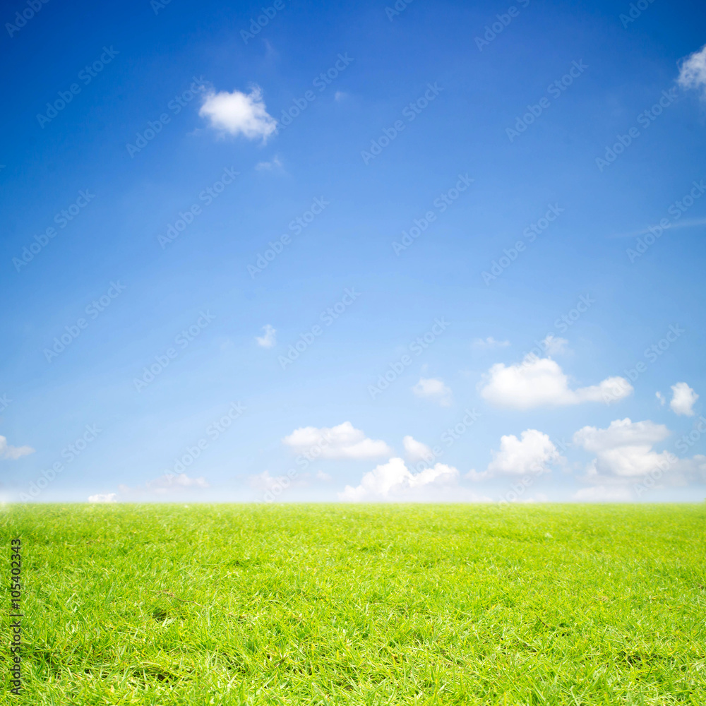  of green Field grass and sky.