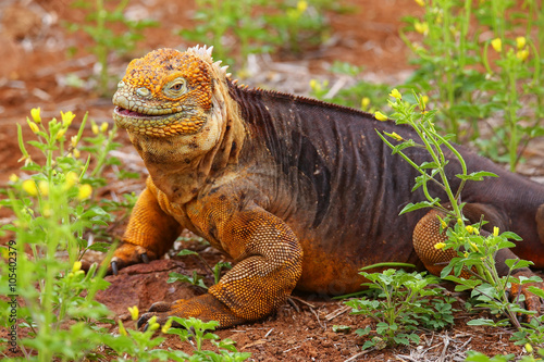 Galapagos Land Iguana on North Seymour island  Galapagos Nationa