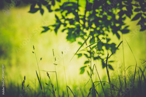 Green Grass and Tree Branch © AnnaPa