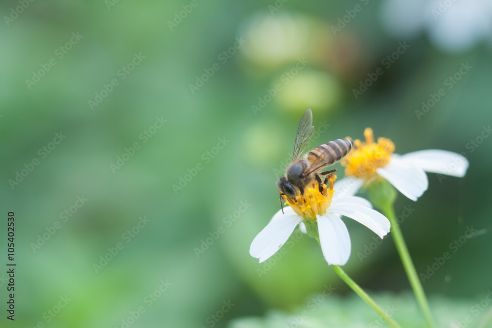 Bee looking for nectar on a daisy flower. Bee looking for nectar on a daisy flower.