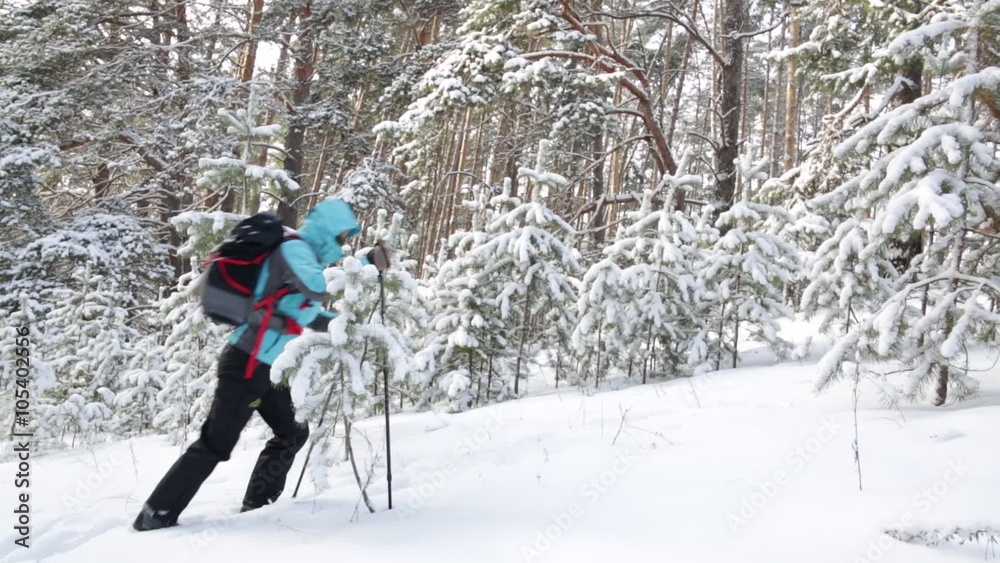 Traveler with a backpack and hiking sticks. The woman in the forest on a background of snow-covered trees. in Russia. Traveler with a backpack and hiking sticks. The woman in the forest on a background of snow-covered trees. in Russia.