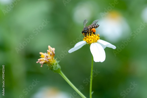 Bee looking for nectar on a daisy flower. © srioon
