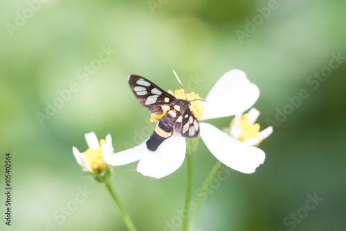 Closeup butterfly on flower. © srioon