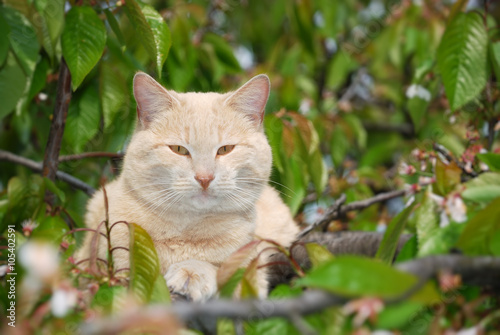 Wallpaper Mural Cat on the Tree Torontodigital.ca
