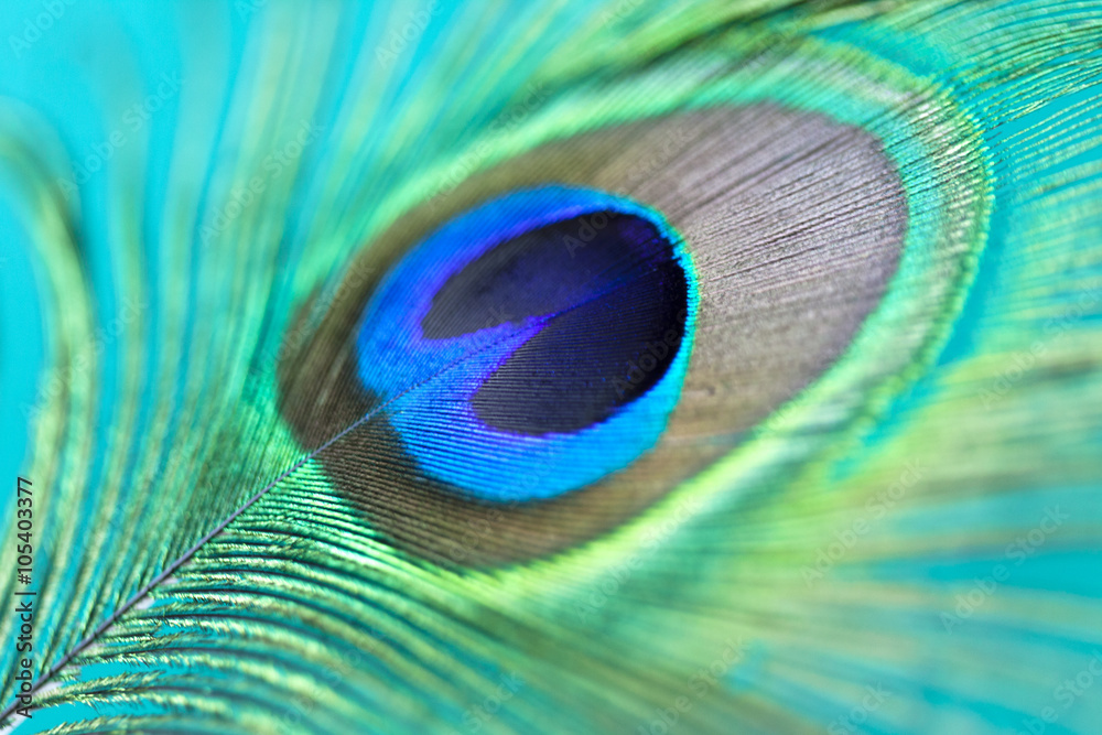 Fototapeta premium Closeup of a beautiful peacock feather