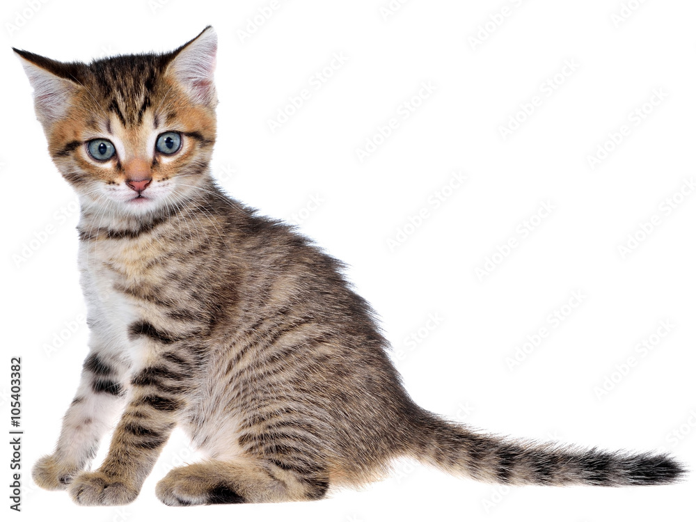 Obraz premium Shorthair brindled kitten