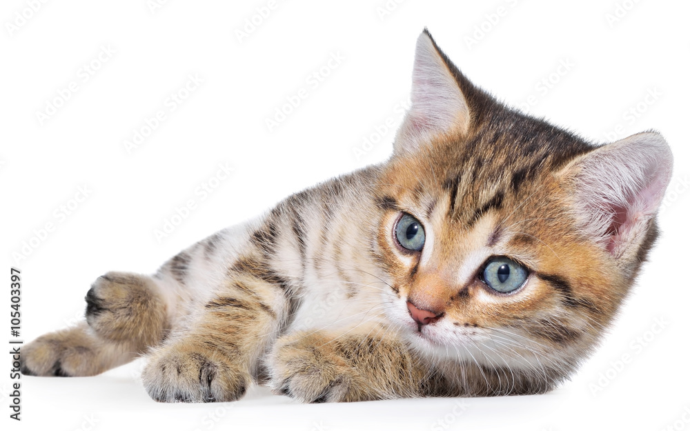 Naklejka premium Shorthair brindled kitten lay