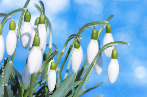 Snowdrop Flower - Fresh Spring Snowdrop Flowers on Blue Background