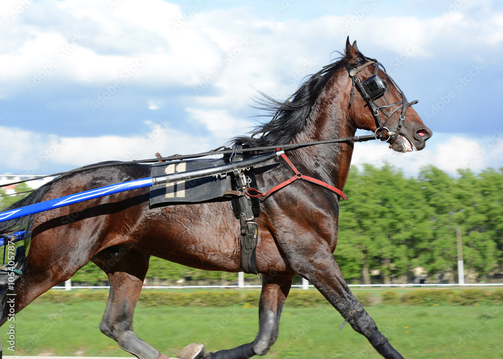 The bay trotter on the move