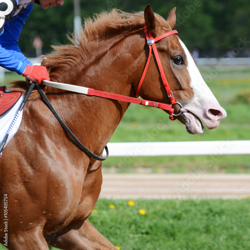 Obraz na płótnie Portrait of red arabian stallion in motion on horse racing w salonie
