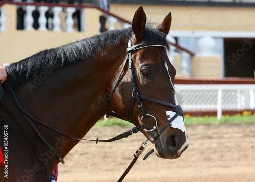 Obraz na płótnie Portrait of bay thoroughbred stallion before a race w salonie