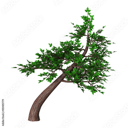 Bonsai Tree on White photo