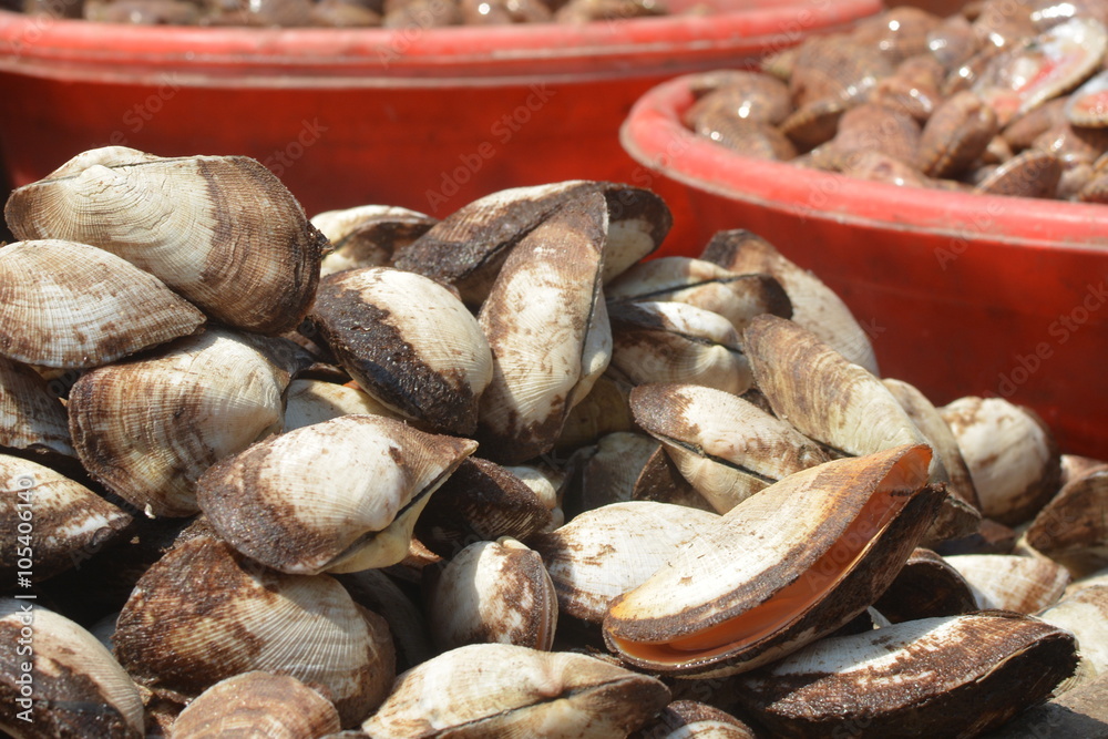 White River Shells Piled for Sale, Wild Market, Close Up, Plastic Plates, Big, Large, Beige, Vietnam, Asia Pacific, Culture