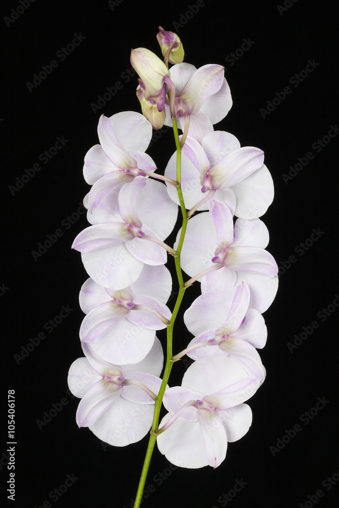Fototapeta premium The orchid Dendrobium