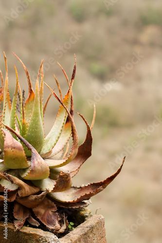 Fotografie aloe vera plant dry and dead