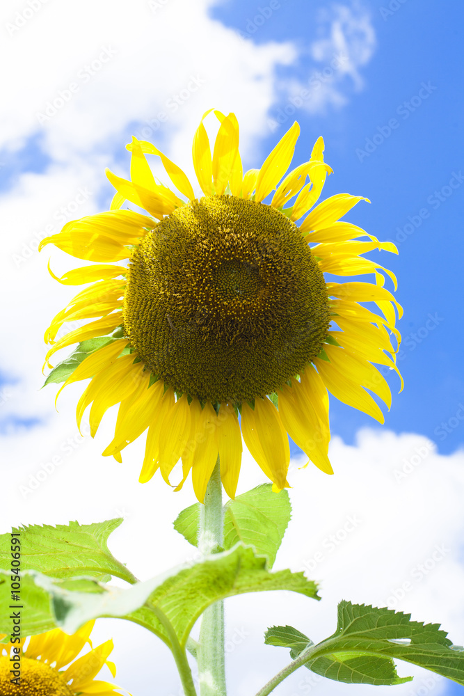The garden sunflowers in nature. Stock Photo | Adobe Stock