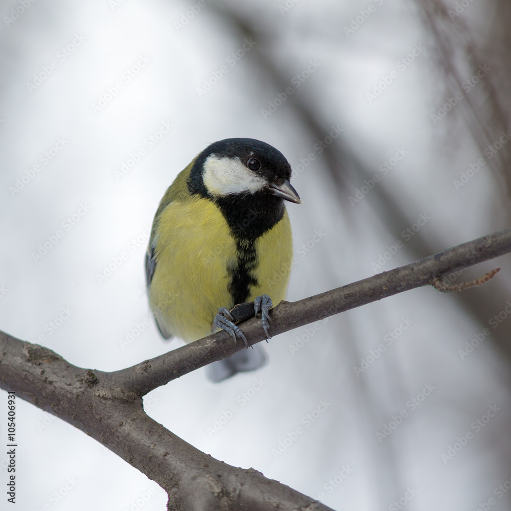 Obraz premium Portrait of a titmouse