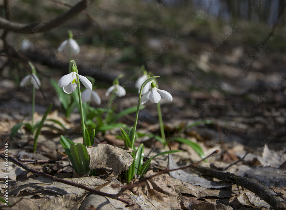 Snowdrops Galanthus plicatus in spring forest Snowdrops Galanthus plicatus in spring forest