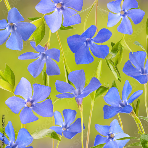 Blue spring flowers background_3 © Bashkatov