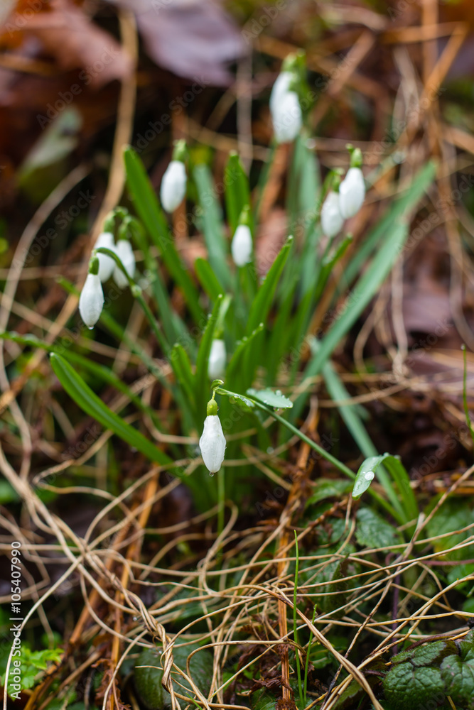 First spring flowers snowdrops grow in wet grass First spring flowers snowdrops grow in wet grass