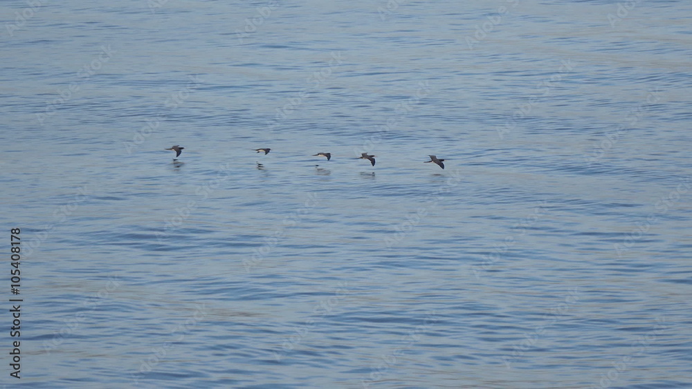 Shearwater sea birds fly in formation Shearwater sea birds fly in formation