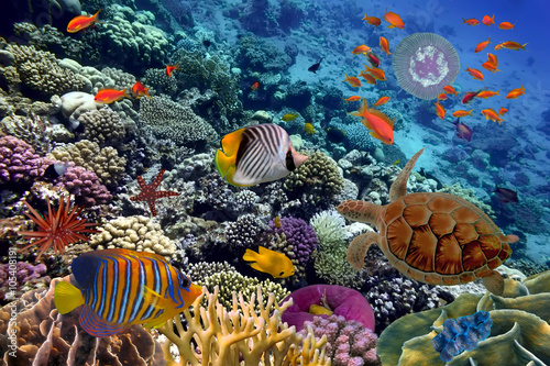 Colorful coral reef with many fishes and sea turtle photo