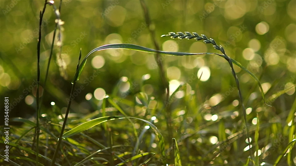 Green grass glows in the sunset sunlight with blur bokeh Green grass glows in the sunset sunlight with blur bokeh