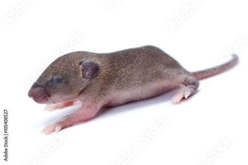 Macro closeup on baby house mouse