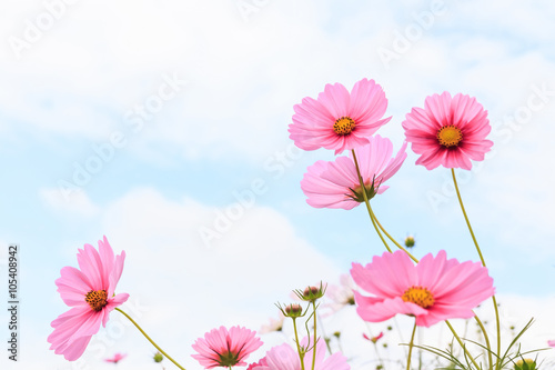 Pink cosmos flowers in field.