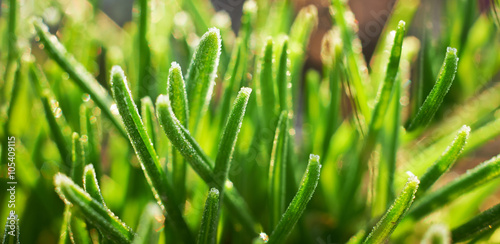 Oszronione źdźbła trawy